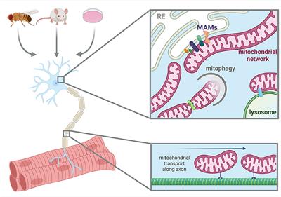 Editorial: Molecular and cellular pathways leading to mitochondrial dysfunction and neurodegeneration: Lessons from in vivo models